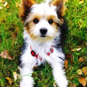 Das Bild zeigt den Hund eines unserer Kunden