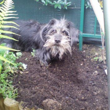 Das Bild zeigt den Hund eines unserer Kunden