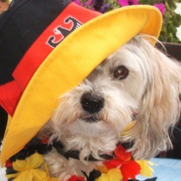 Das Bild zeigt den Hund eines unserer Kunden