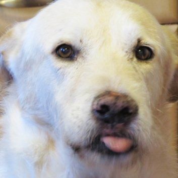 Das Bild zeigt den Hund eines unserer Kunden