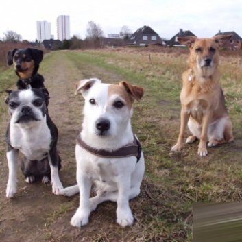 Das Bild zeigt den Hund eines unserer Kunden