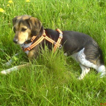 Das Bild zeigt den Hund eines unserer Kunden