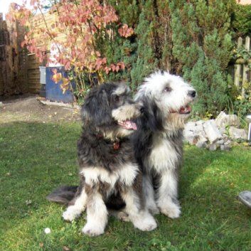 Das Bild zeigt den Hund eines unserer Kunden