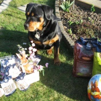 Das Bild zeigt den Hund eines unserer Kunden