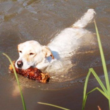 Das Bild zeigt den Hund eines unserer Kunden