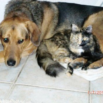 Das Bild zeigt den Hund eines unserer Kunden