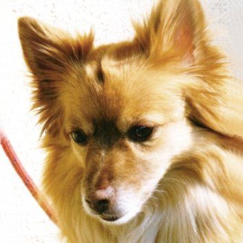 Das Bild zeigt den Hund eines unserer Kunden