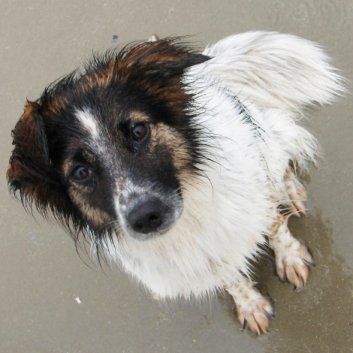 Das Bild zeigt den Hund eines unserer Kunden