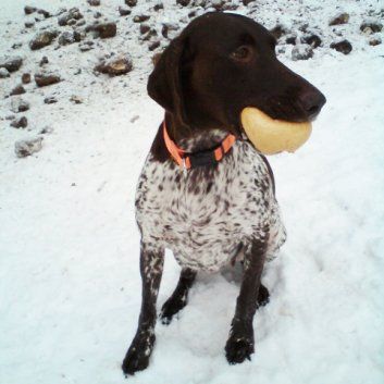 Das Bild zeigt den Hund eines unserer Kunden