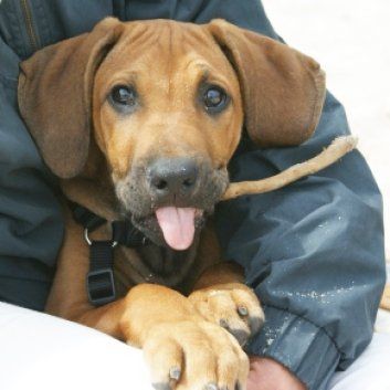 Das Bild zeigt den Hund eines unserer Kunden