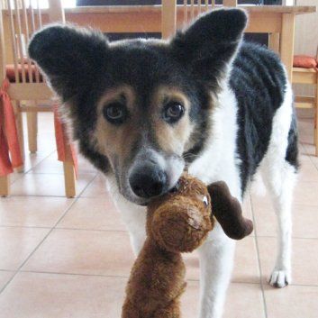 Das Bild zeigt den Hund eines unserer Kunden