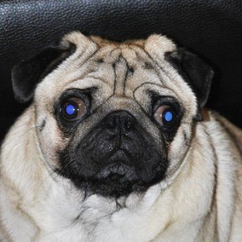 Das Bild zeigt den Hund eines unserer Kunden