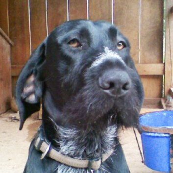 Das Bild zeigt den Hund eines unserer Kunden