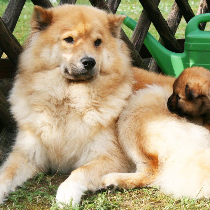 Das Bild zeigt den Hund eines unserer Kunden