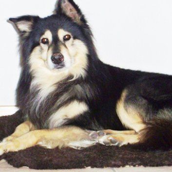 Das Bild zeigt den Hund eines unserer Kunden