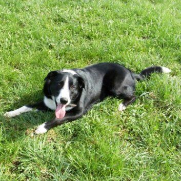 Das Bild zeigt den Hund eines unserer Kunden