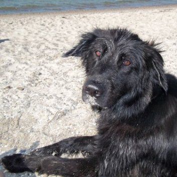 Das Bild zeigt den Hund eines unserer Kunden