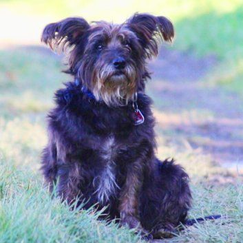 Das Bild zeigt den Hund eines unserer Kunden