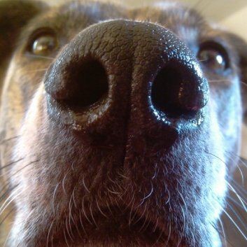 Das Bild zeigt den Hund eines unserer Kunden