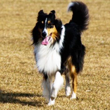 Das Bild zeigt den Hund eines unserer Kunden