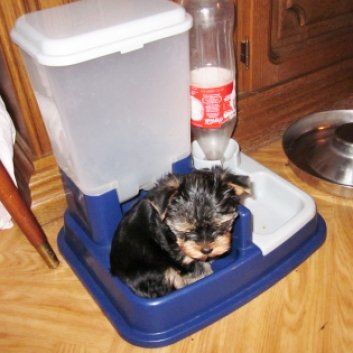 Das Bild zeigt den Hund eines unserer Kunden