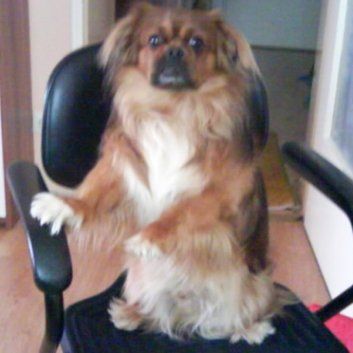 Das Bild zeigt den Hund eines unserer Kunden