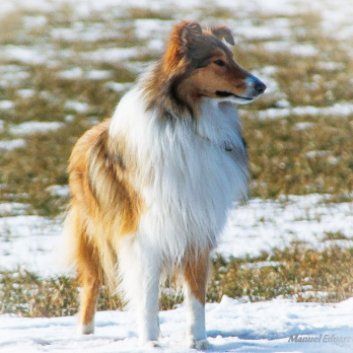 Das Bild zeigt den Hund eines unserer Kunden