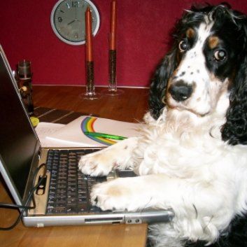 Das Bild zeigt den Hund eines unserer Kunden