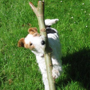 Das Bild zeigt den Hund eines unserer Kunden