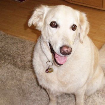 Das Bild zeigt den Hund eines unserer Kunden