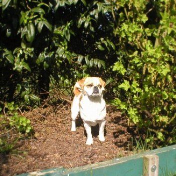 Das Bild zeigt den Hund eines unserer Kunden