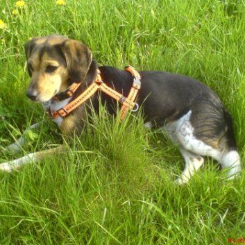 Das Bild zeigt den Hund eines unserer Kunden