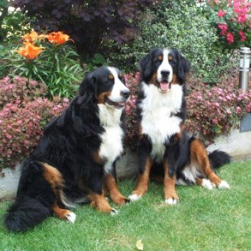 Das Bild zeigt den Hund eines unserer Kunden