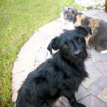 Das Bild zeigt den Hund eines unserer Kunden