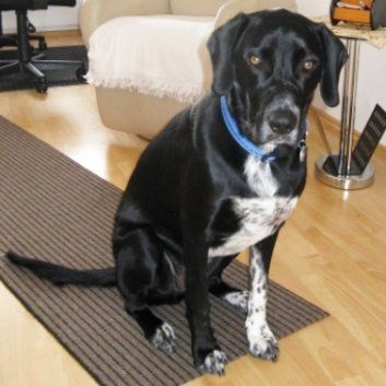 Das Bild zeigt den Hund eines unserer Kunden