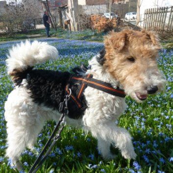 Das Bild zeigt den Hund eines unserer Kunden