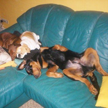 Das Bild zeigt den Hund eines unserer Kunden