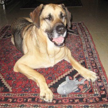 Das Bild zeigt den Hund eines unserer Kunden