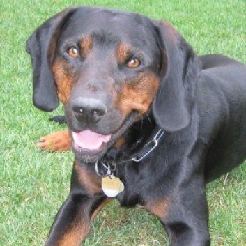 Das Bild zeigt den Hund eines unserer Kunden