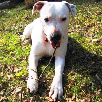 Das Bild zeigt den Hund eines unserer Kunden