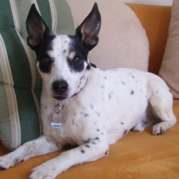 Das Bild zeigt den Hund eines unserer Kunden