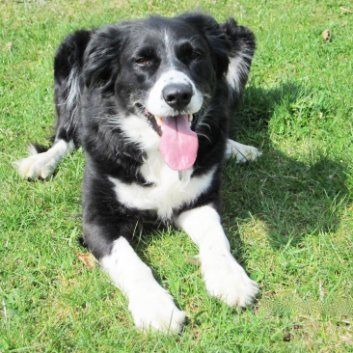 Das Bild zeigt den Hund eines unserer Kunden