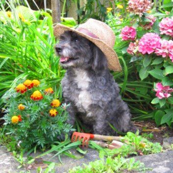 Das Bild zeigt den Hund eines unserer Kunden