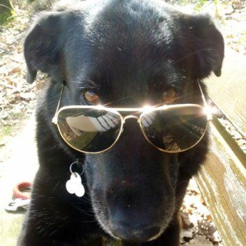 Das Bild zeigt den Hund eines unserer Kunden