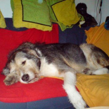 Das Bild zeigt den Hund eines unserer Kunden