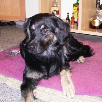 Das Bild zeigt den Hund eines unserer Kunden