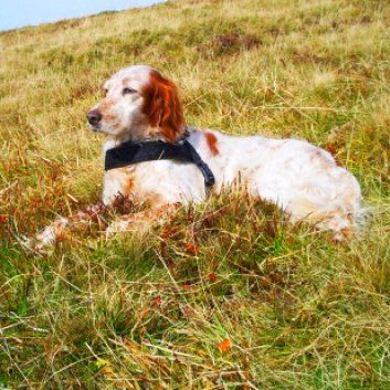 Das Bild zeigt den Hund eines unserer Kunden