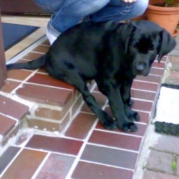 Das Bild zeigt den Hund eines unserer Kunden