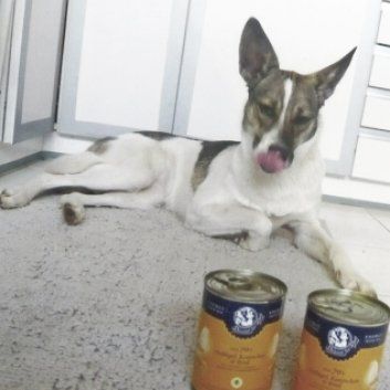 Das Bild zeigt den Hund eines unserer Kunden