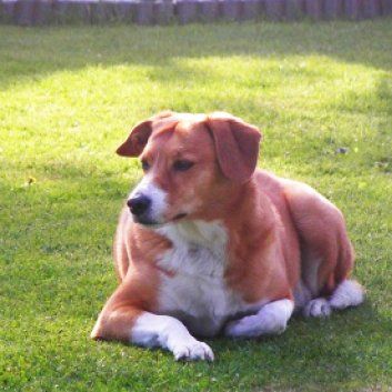 Das Bild zeigt den Hund eines unserer Kunden